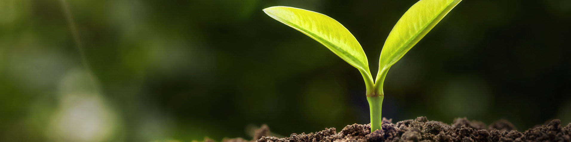 Bei der offino Bürolösungen GmbH genießen Nachhaltigkeit und Umweltschutz einen enorm hohen Stellenwert – zur Visualisierung des Umwelt-Gedankens ist ein junger Sprößling einer Pflanze zu sehen, welche im Sonnenlicht aus fruchtbarer Erde emporwächst.